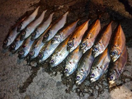 今夜も1時間限定アジング