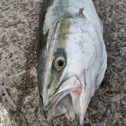 やっと今シーズン初青物