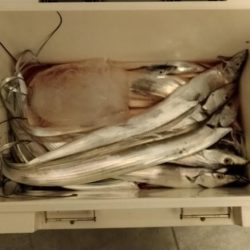 太刀魚ライトジギング