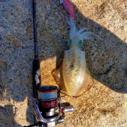 エギング最高記録