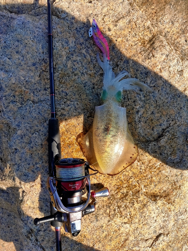 エギング最高記録