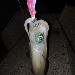 良型アオリイカ