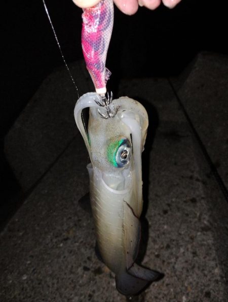 良型アオリイカ