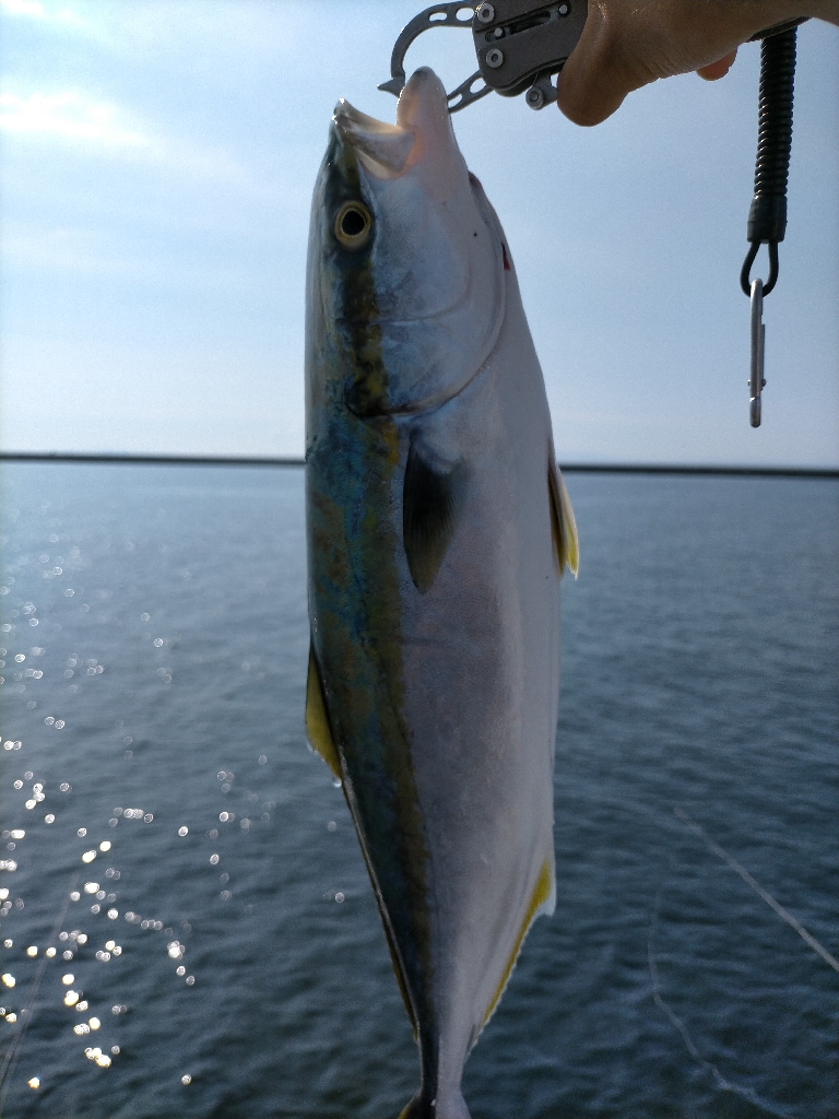 久々のハマチ!!