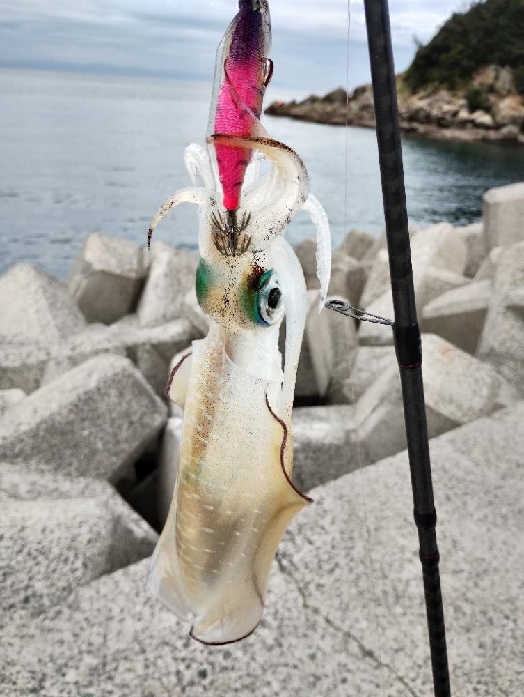 和歌山まで遠征したけど