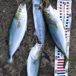 サワラリベンジパート４