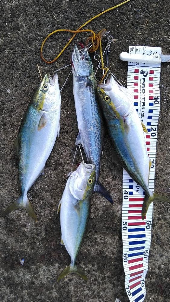 サワラリベンジパート4