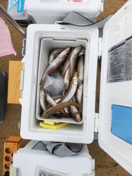 伊勢湾の落ちギス調査