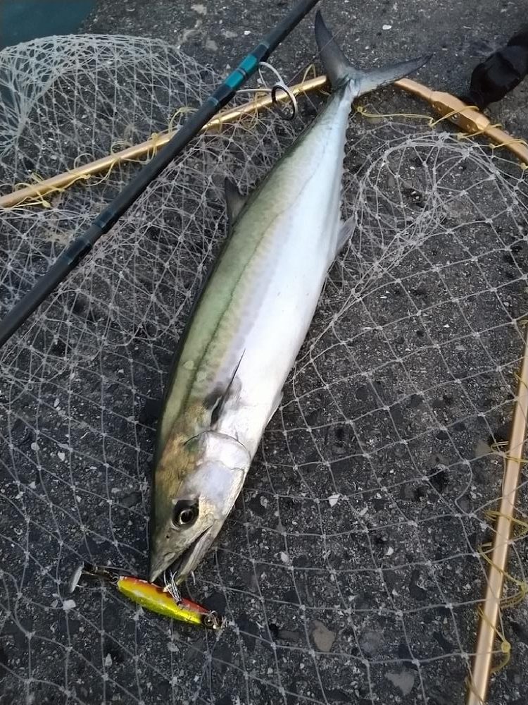 青物狙いでおまけも