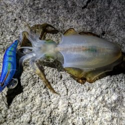 ようやく出会えたアオリイカ