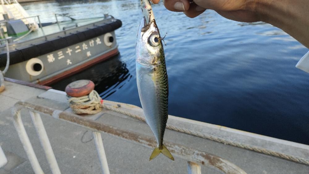 朝マズメ近隣釣行