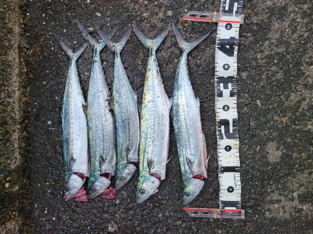 好釣果！