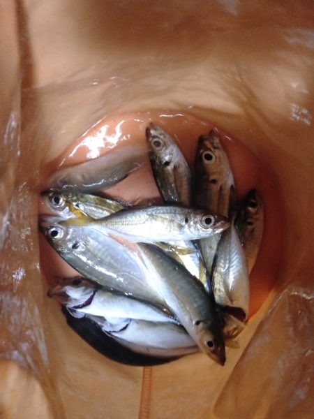 アジ釣り