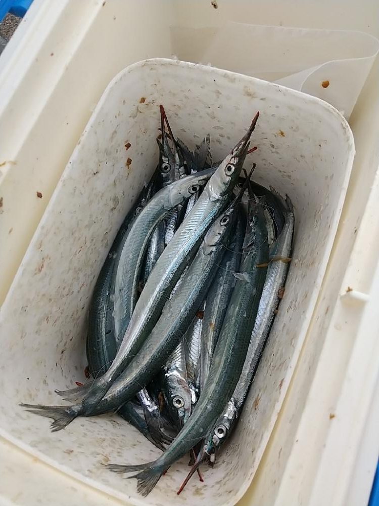 サヨリリベンジ