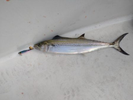 失われし鰯を求めて