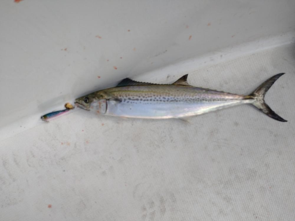 失われし鰯を求めて