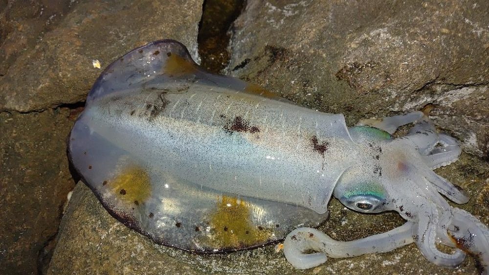 アオリイカ　グレ