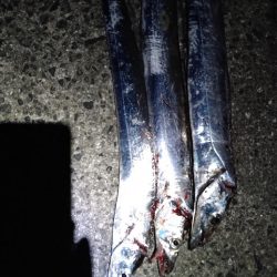 太刀魚４ヒット1バラシ