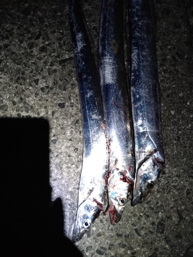 太刀魚4ヒット1バラシ