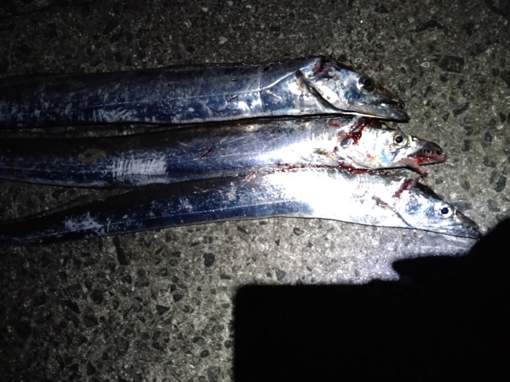 太刀魚４ヒット1バラシ
