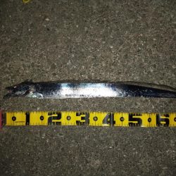 タチウオ引き釣り④