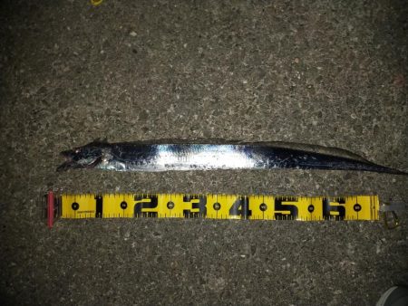 タチウオ引き釣り④