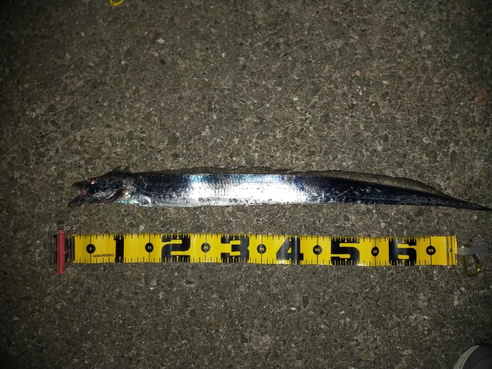 タチウオ引き釣り④