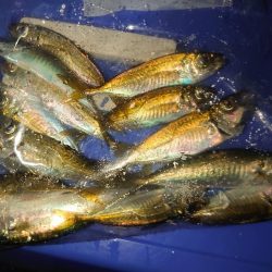 青物ノマセ釣りでアジのみ