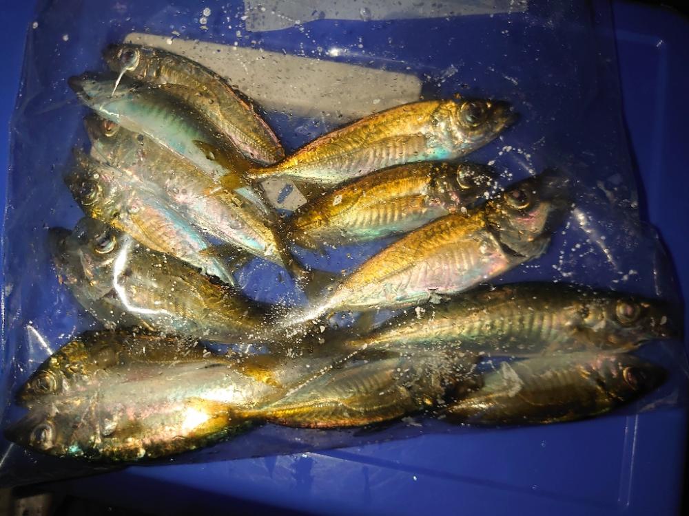 青物ノマセ釣りでアジのみ