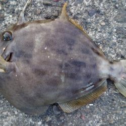 落とし込み＆アジング