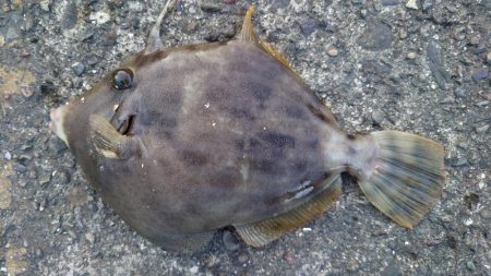 落とし込み＆アジング