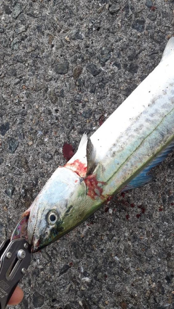 牙族がよくなっています