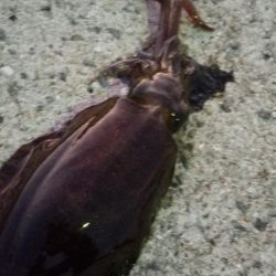 エギング　風を避けて