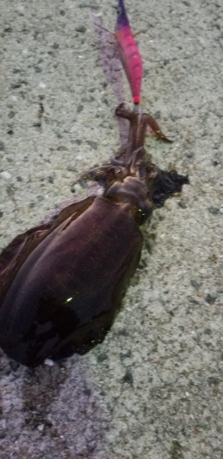 エギング　風を避けて