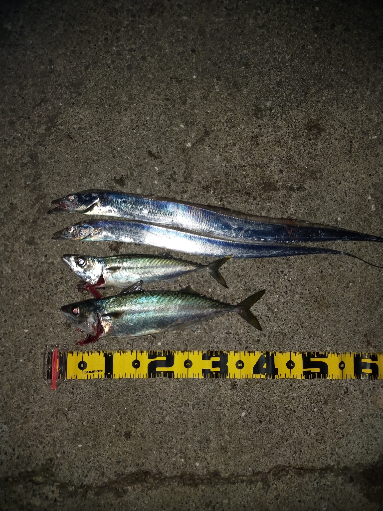 タチウオ引き釣り③