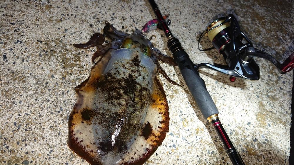 対馬エギング釣果