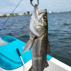 雨上がりの穴撃ちデイシーバス