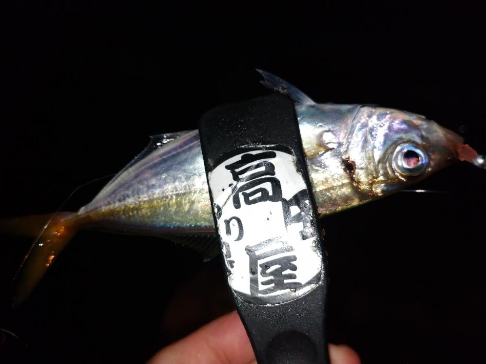 姫路でアジング