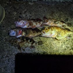 良型ガッシー👍