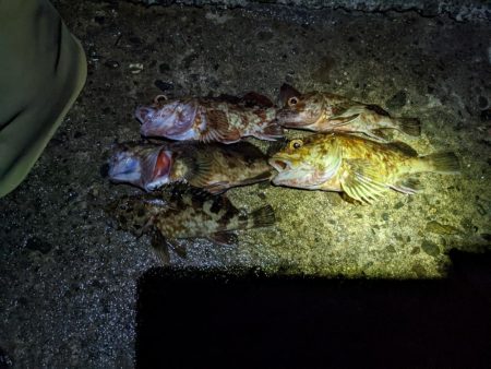 良型ガッシー👍