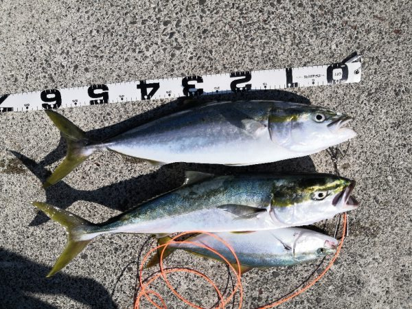 ショアジギング メジロ