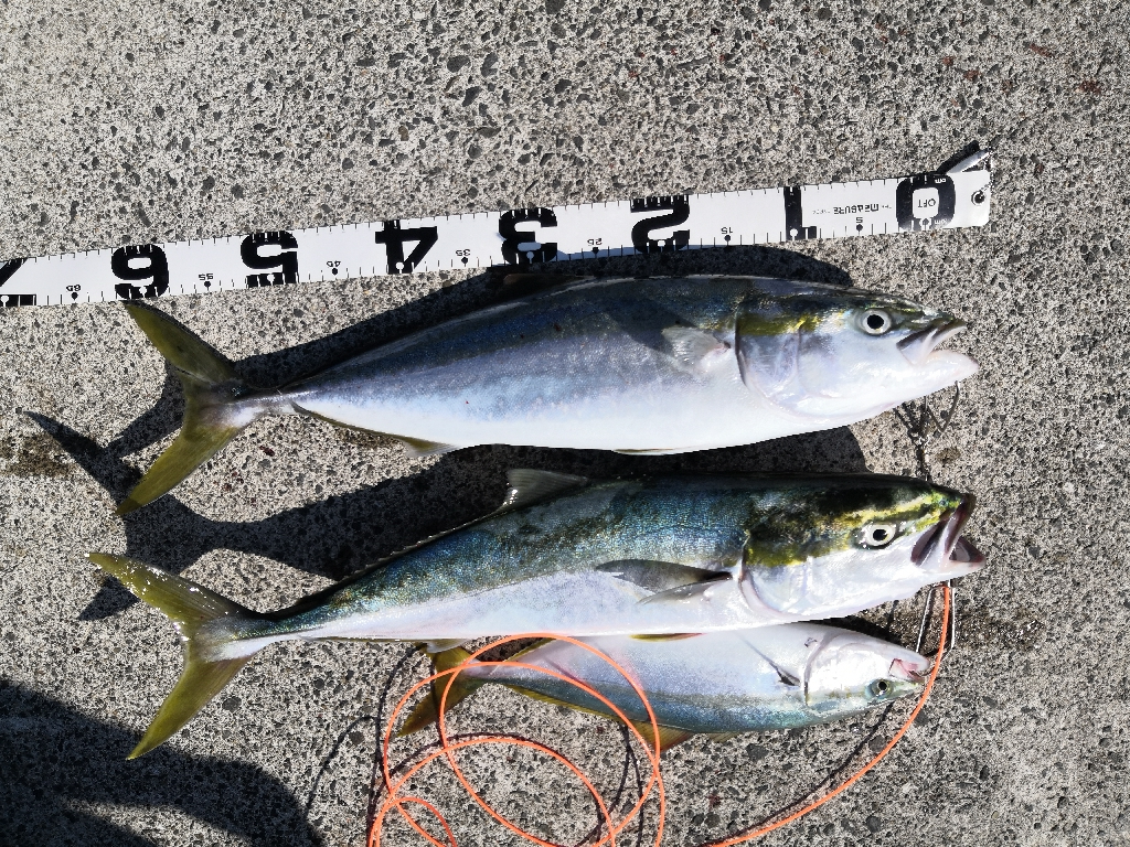 ショアジギング メジロ