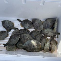 岸和田一文字青物惨敗カワハギに癒やされる