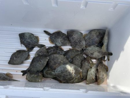 岸和田一文字青物惨敗カワハギに癒やされる