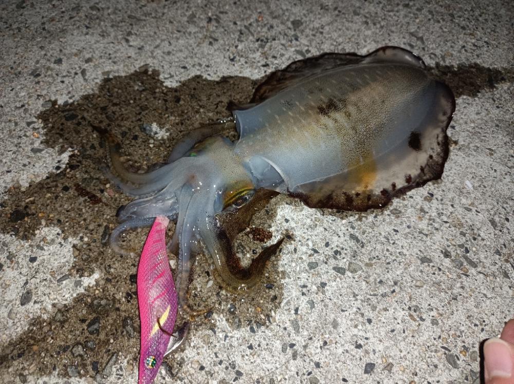 エギングでアオリイカ