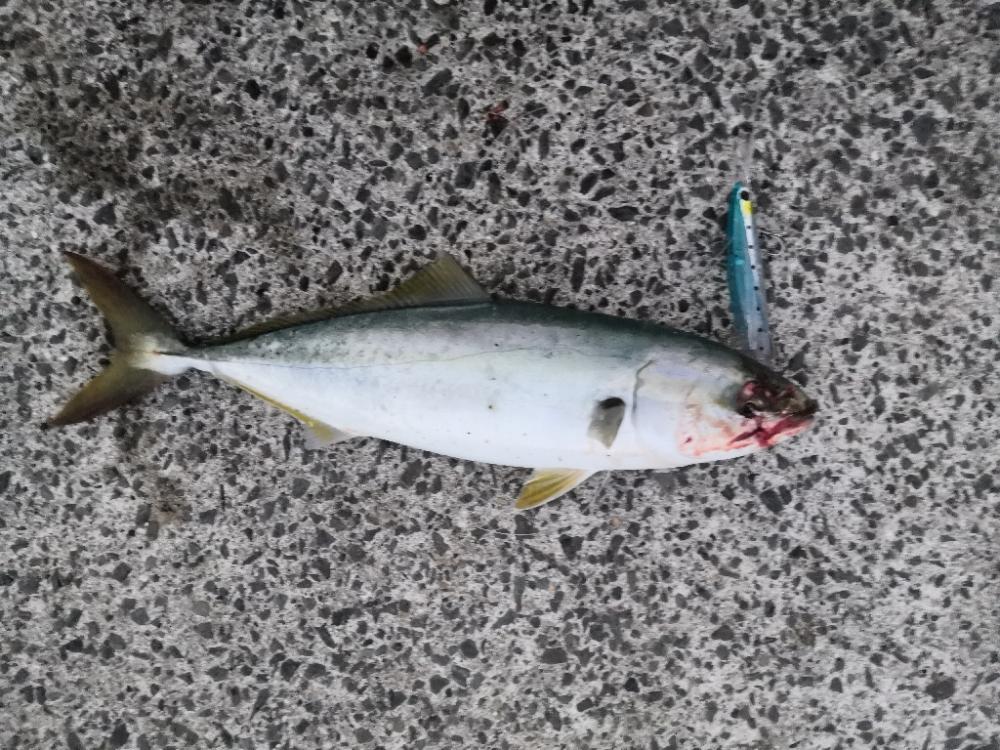 ショアジギングで3匹