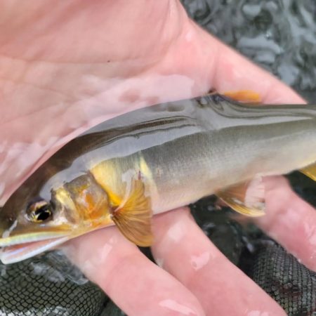 鮎釣り