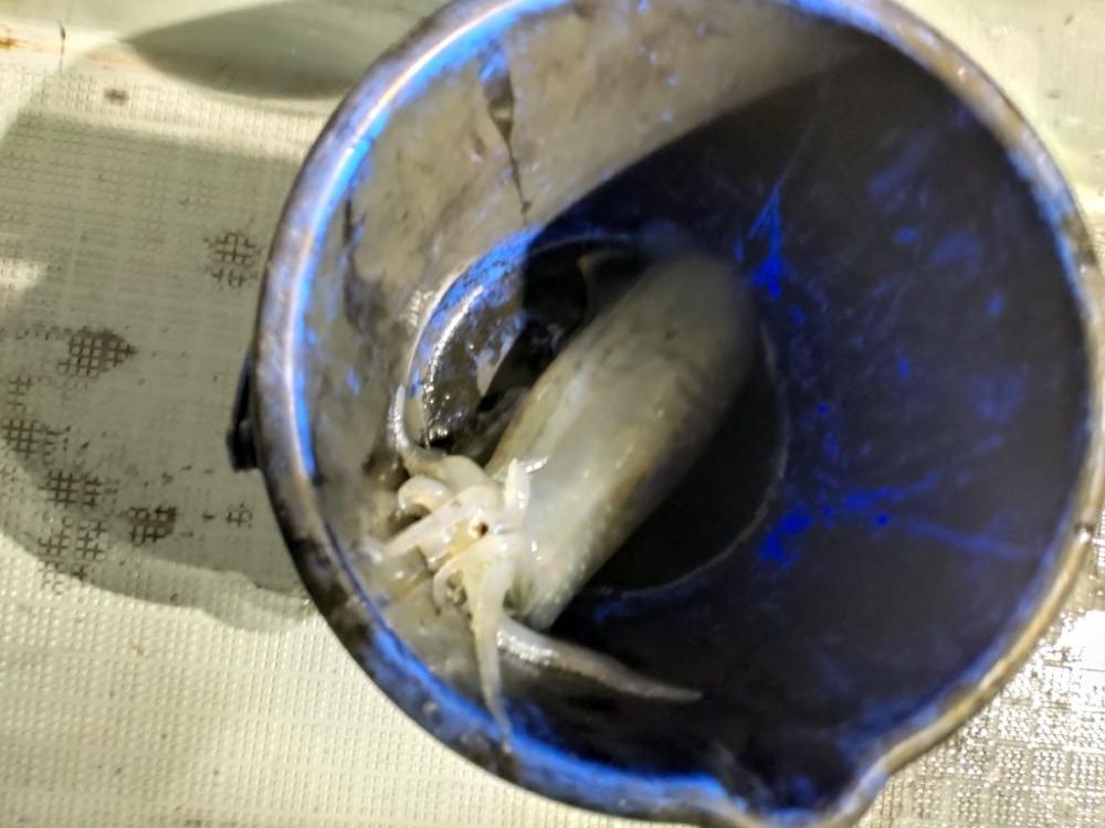 若潮でのティップラン