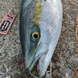 今シーズン2匹目サイズアップ