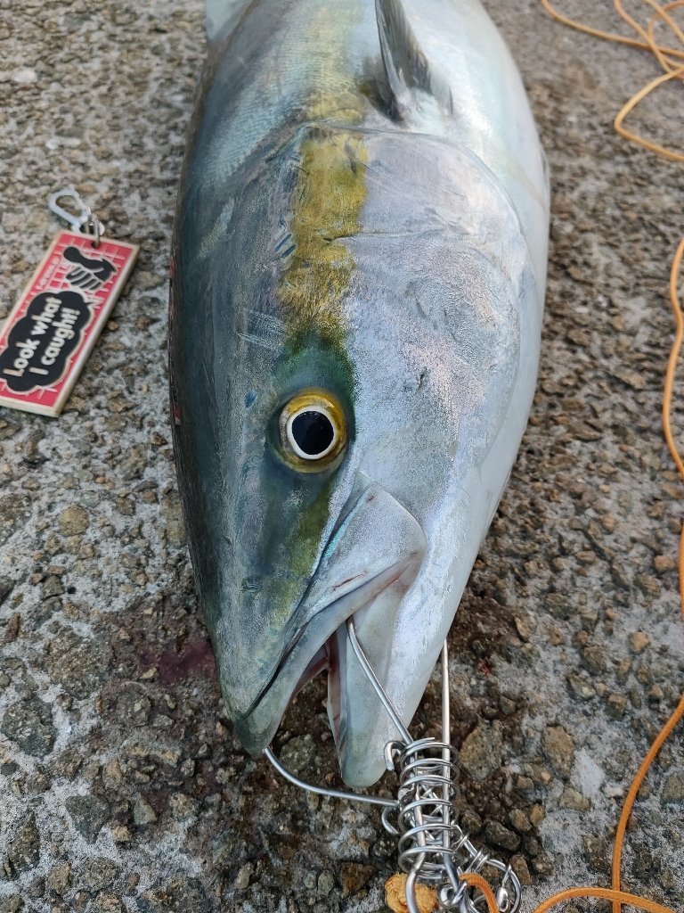 今シーズン2匹目サイズアップ